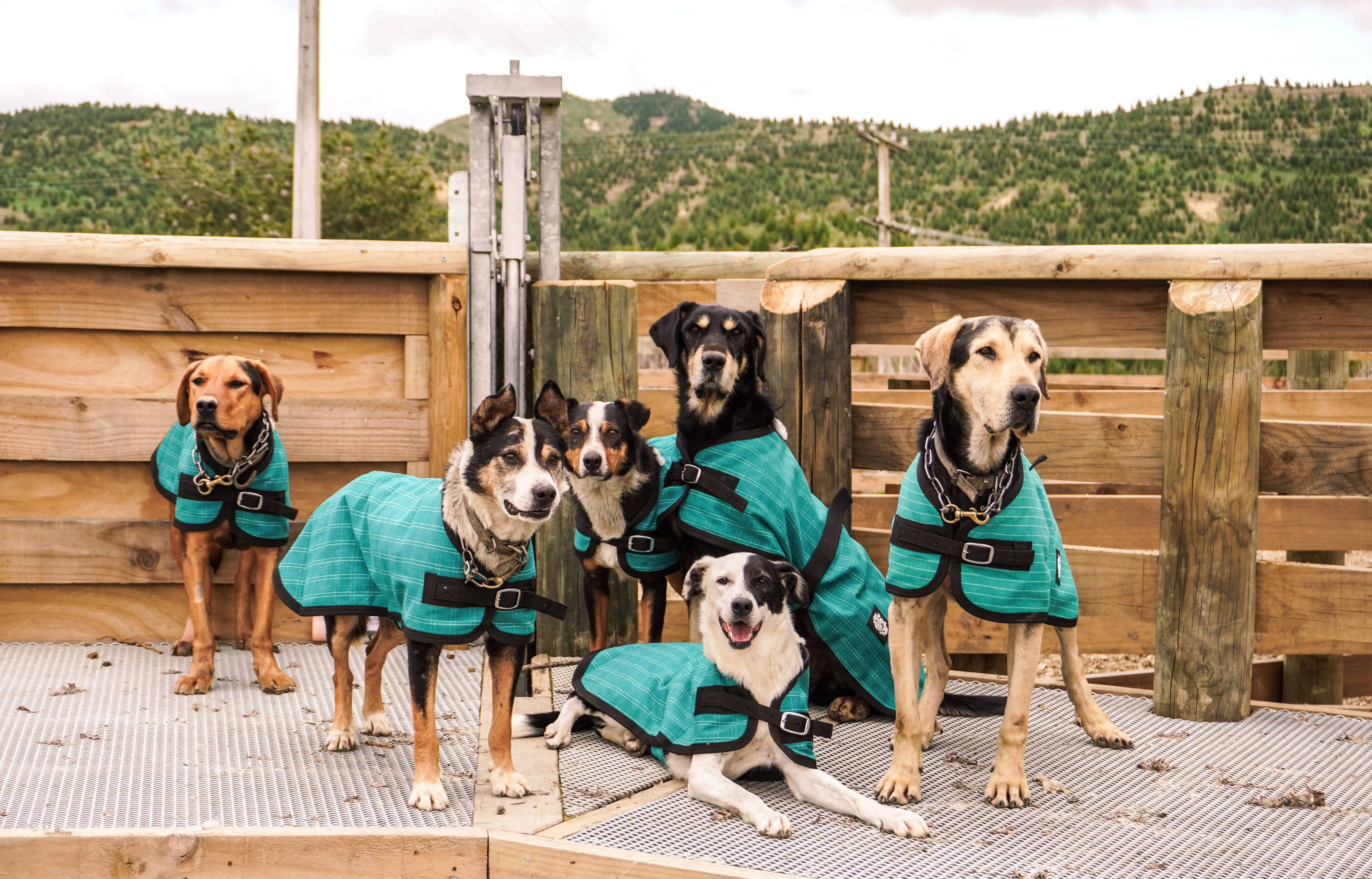 Green Canvas Dog Coats