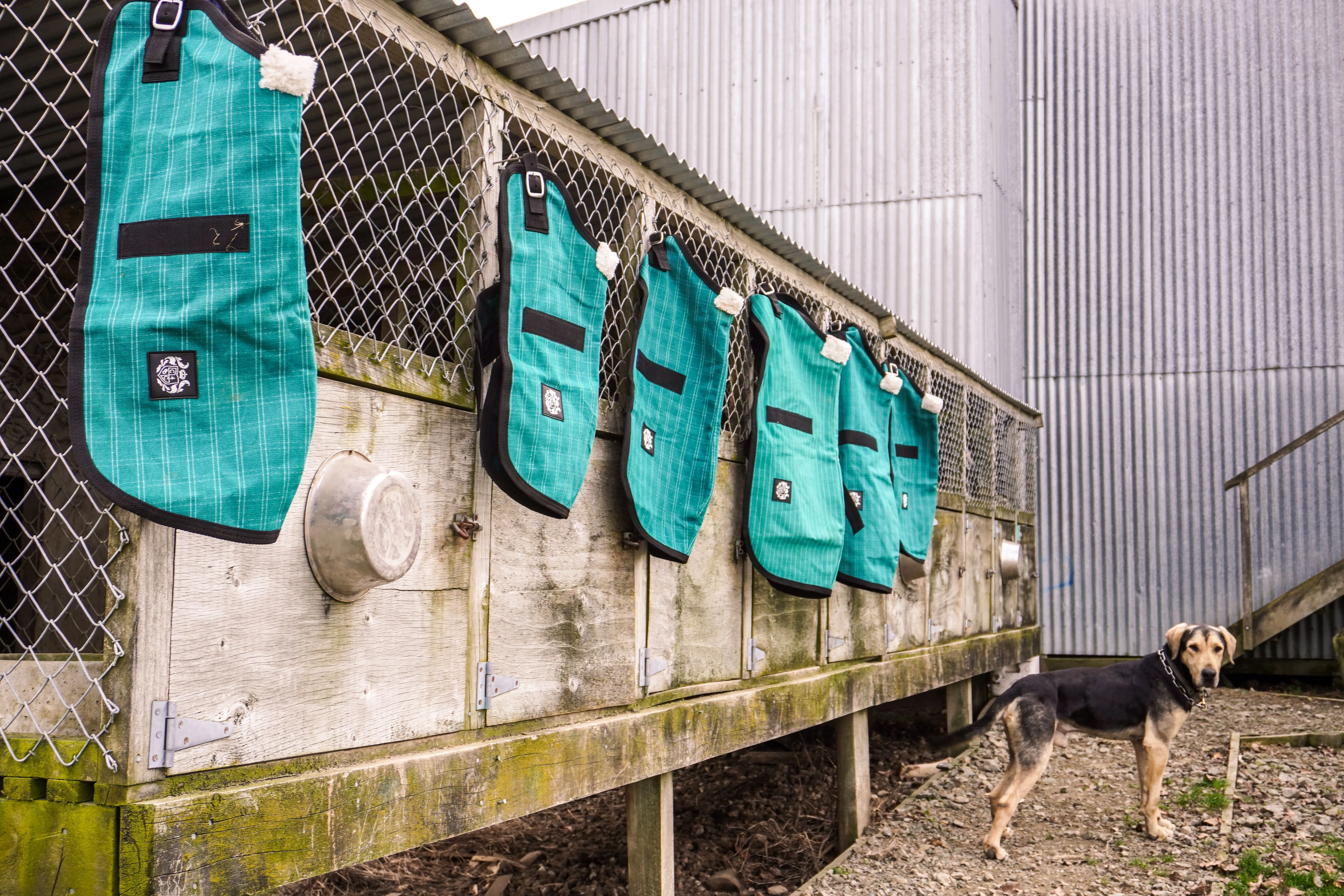 Green Canvas Dog Coats