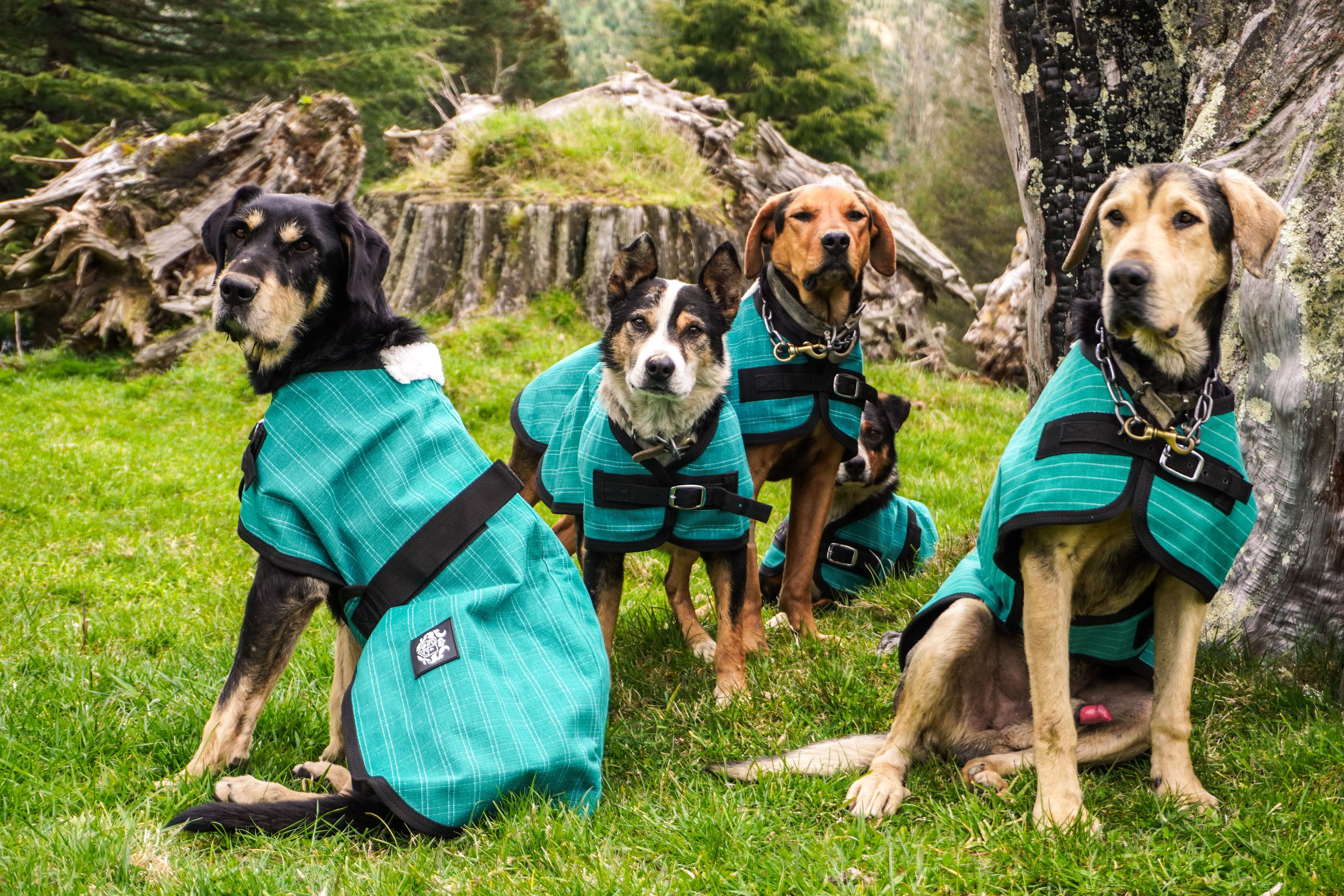 Green Canvas Dog Coats