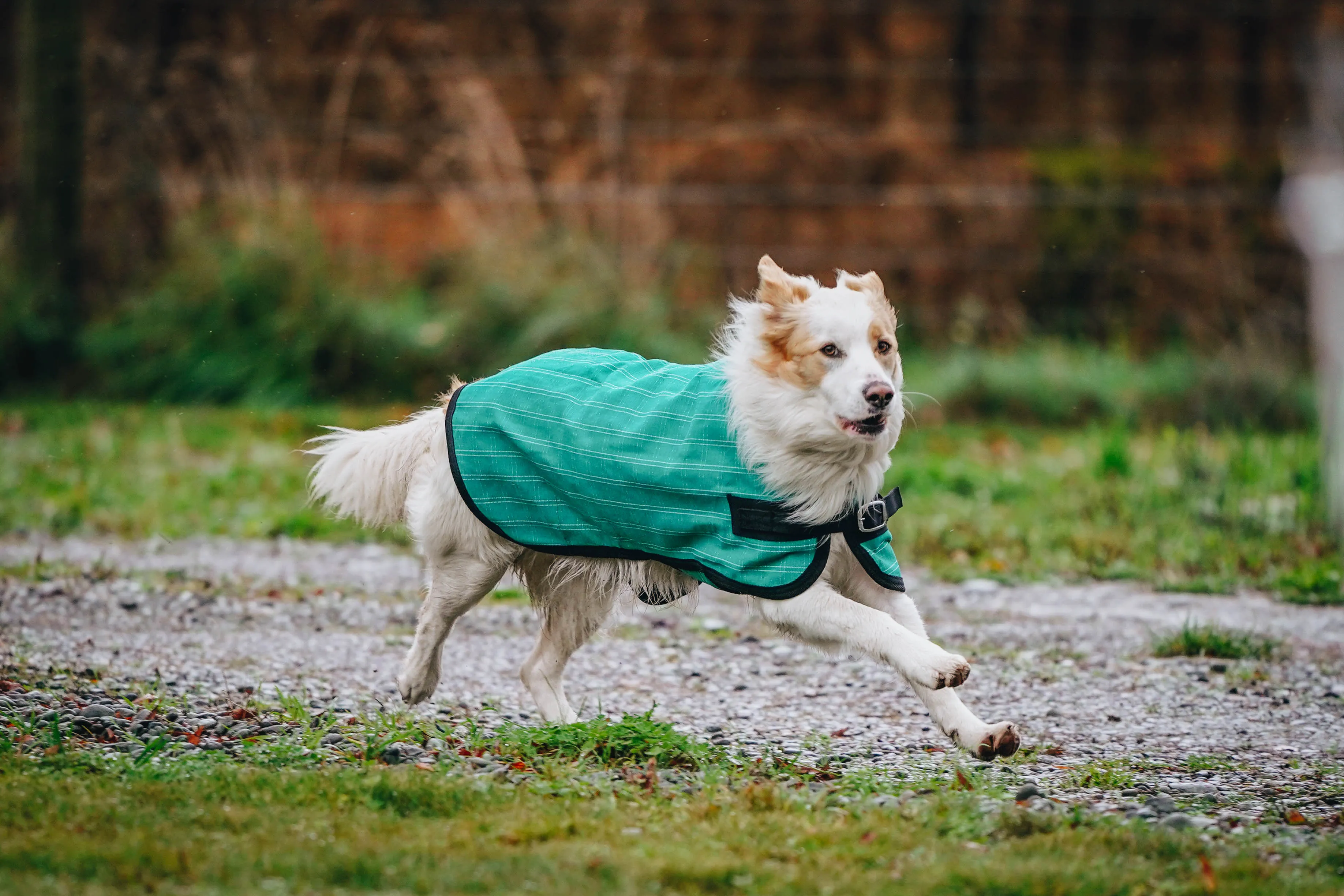 Green Canvas Dog Coats