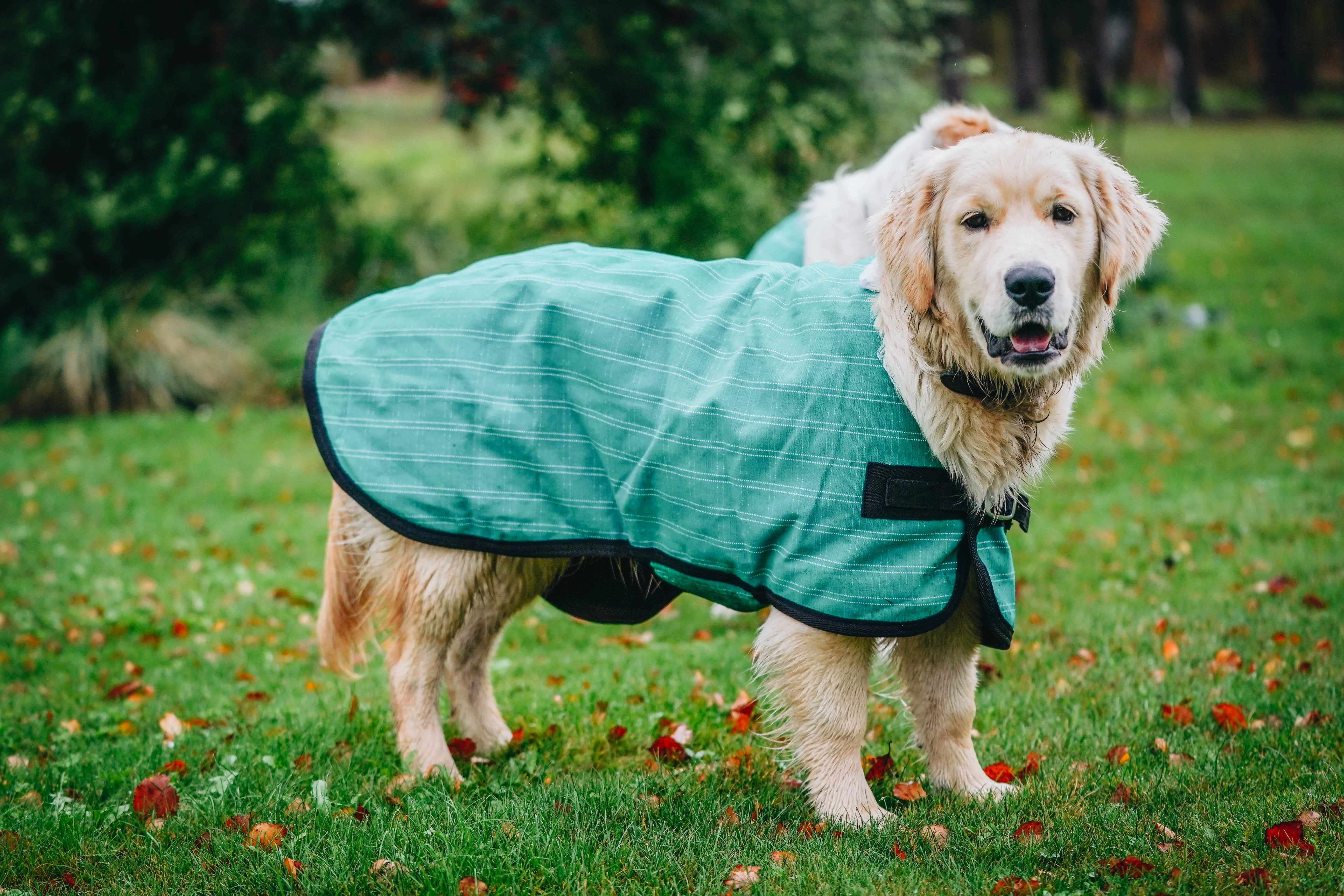 Green Canvas Dog Coats