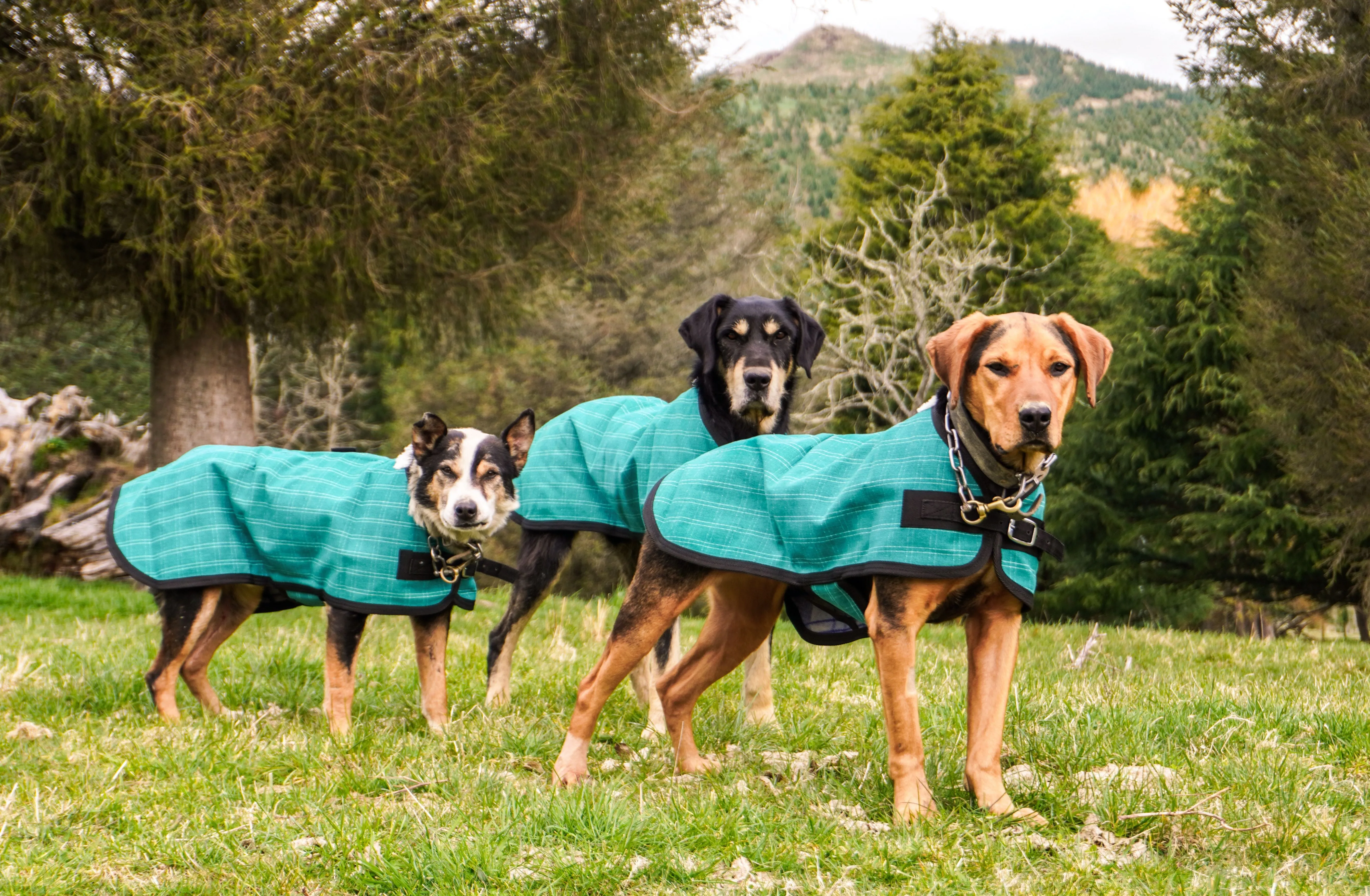 Green Canvas Dog Coats