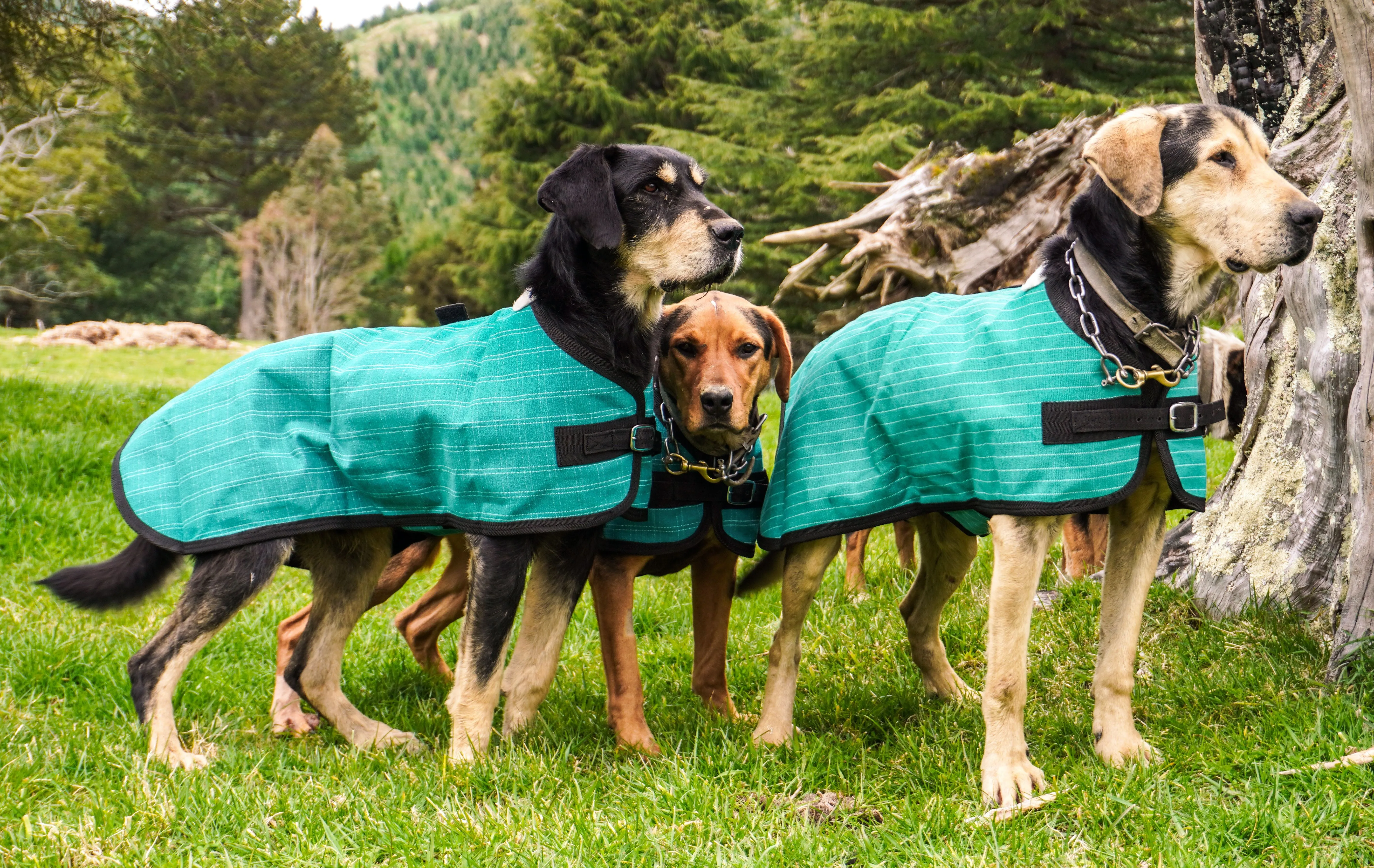 Green Canvas Dog Coats