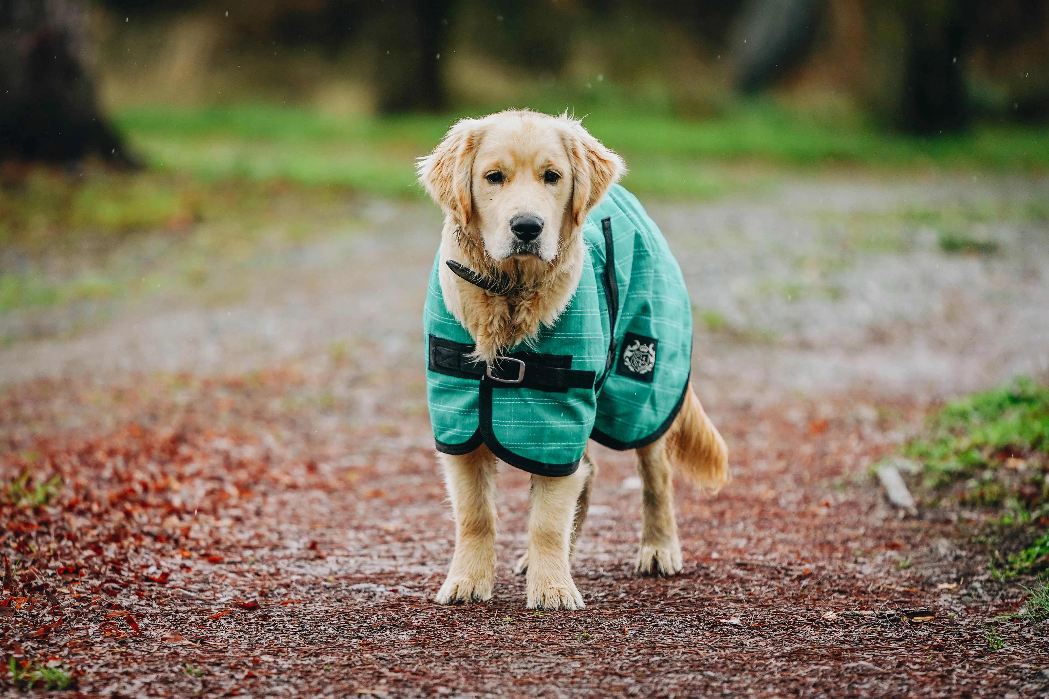 Green Canvas Dog Coats