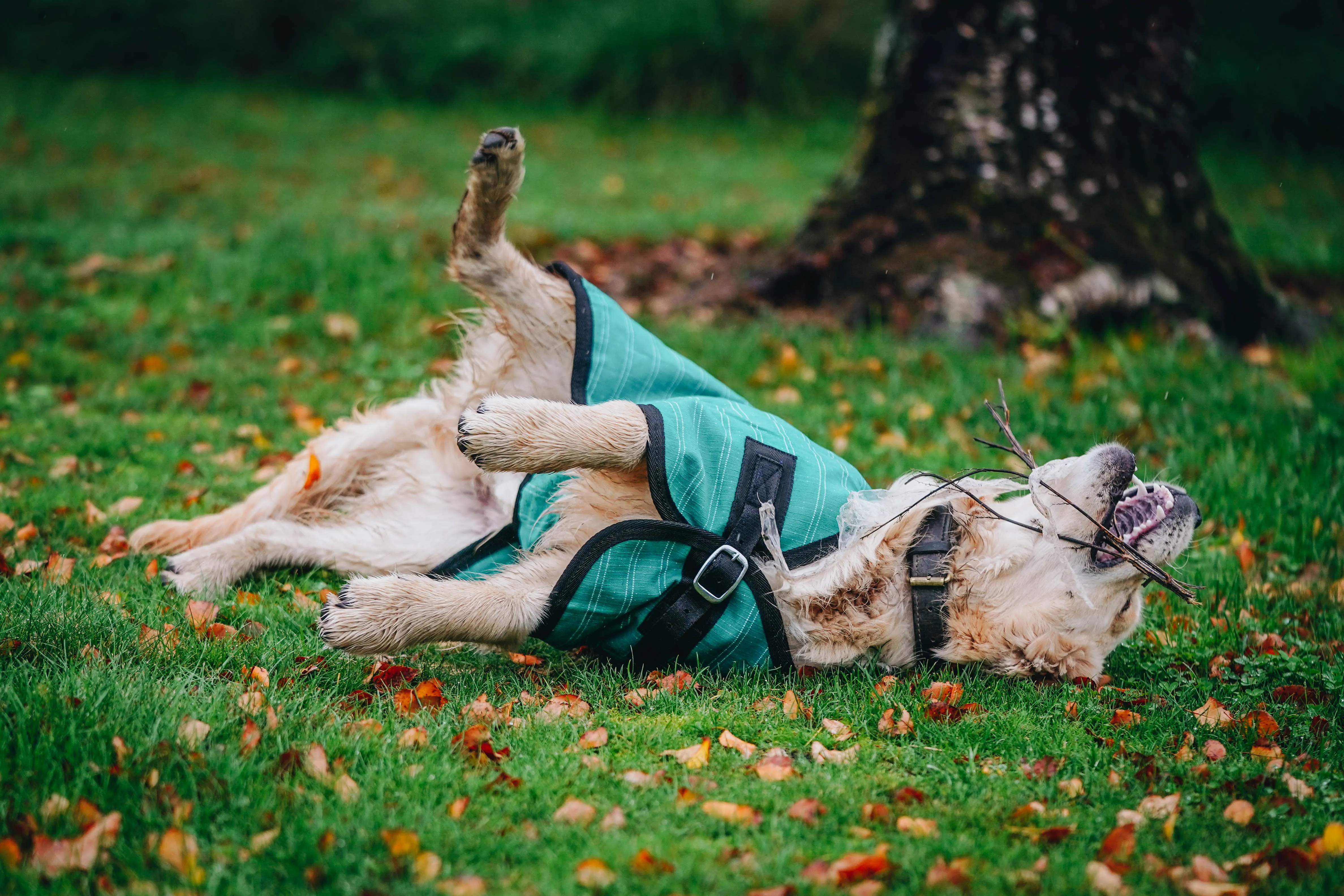 Green Canvas Dog Coats