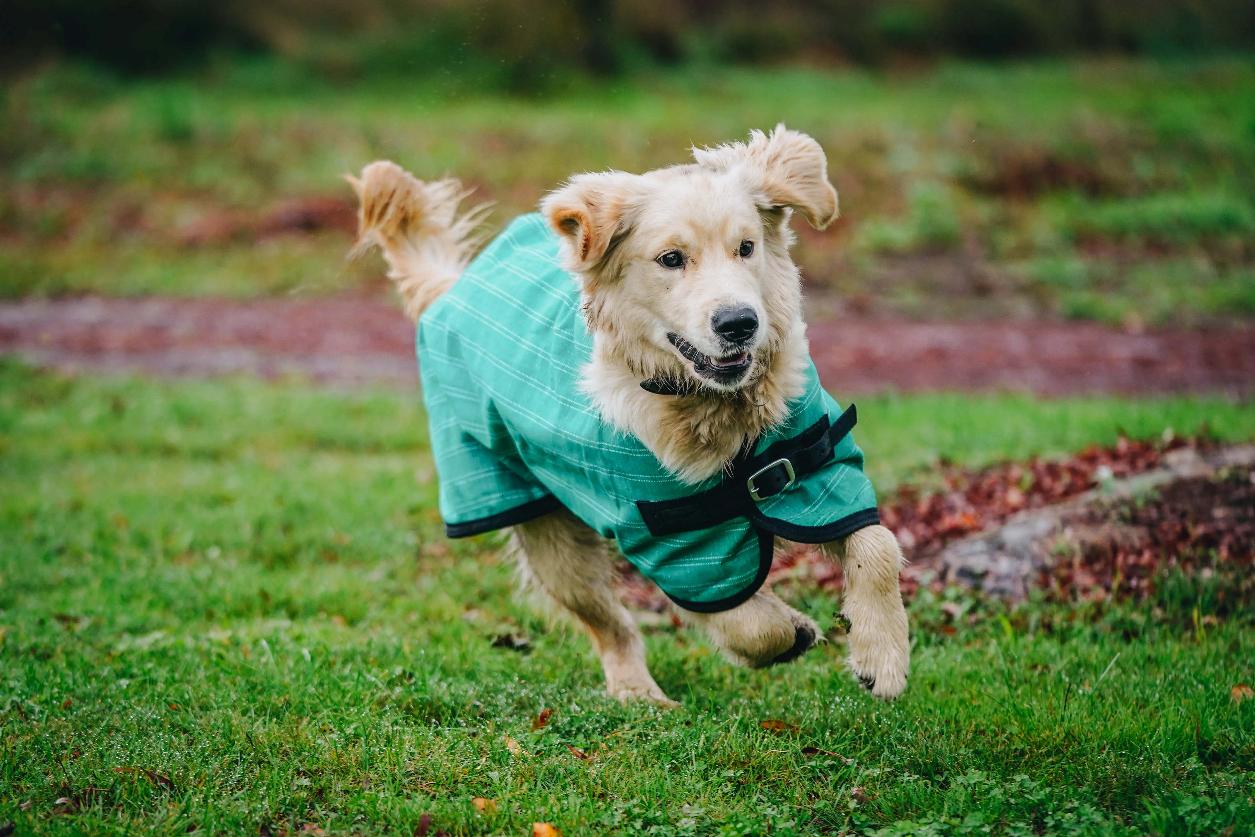 Green Canvas Dog Coats