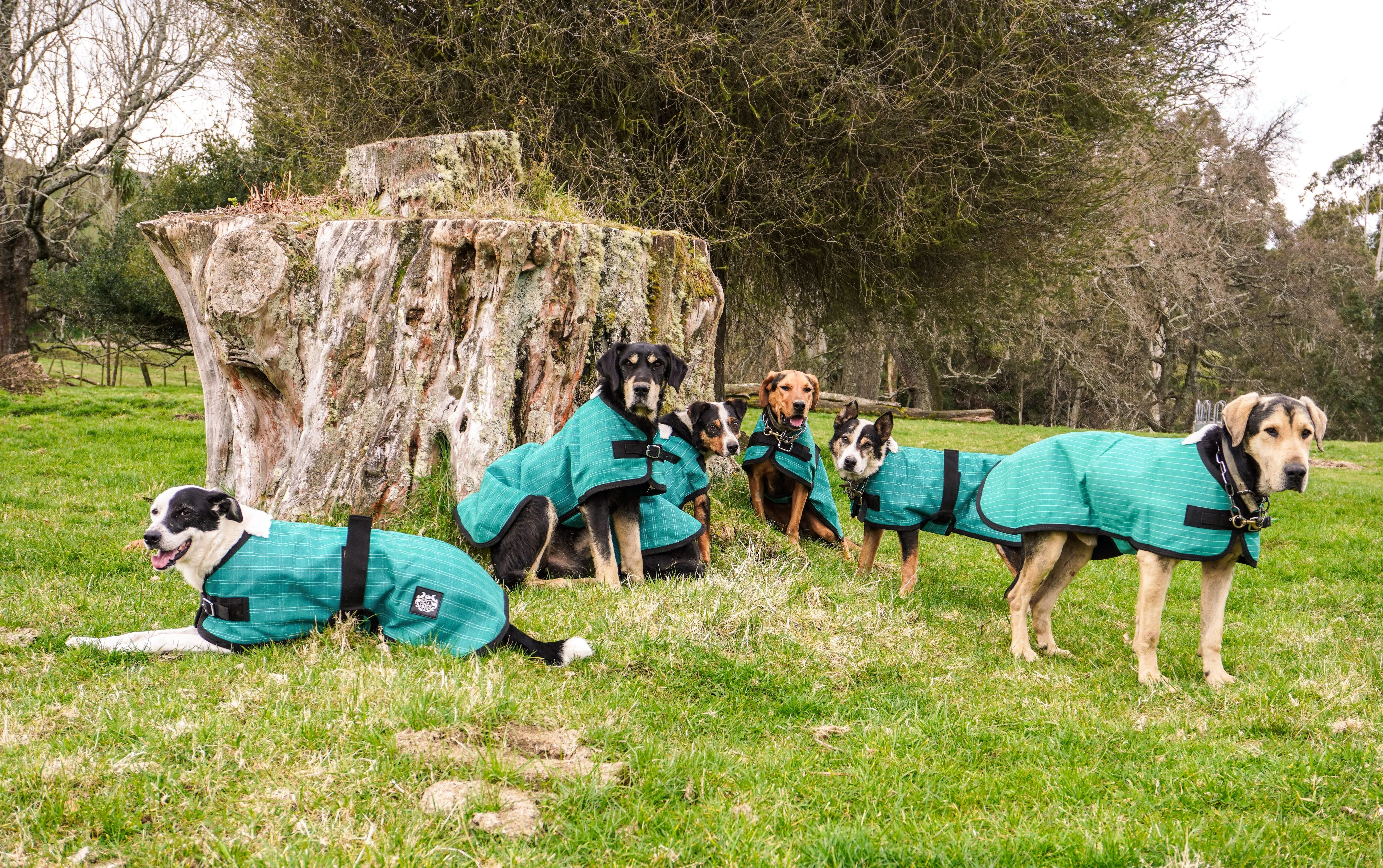 Green Canvas Dog Coats