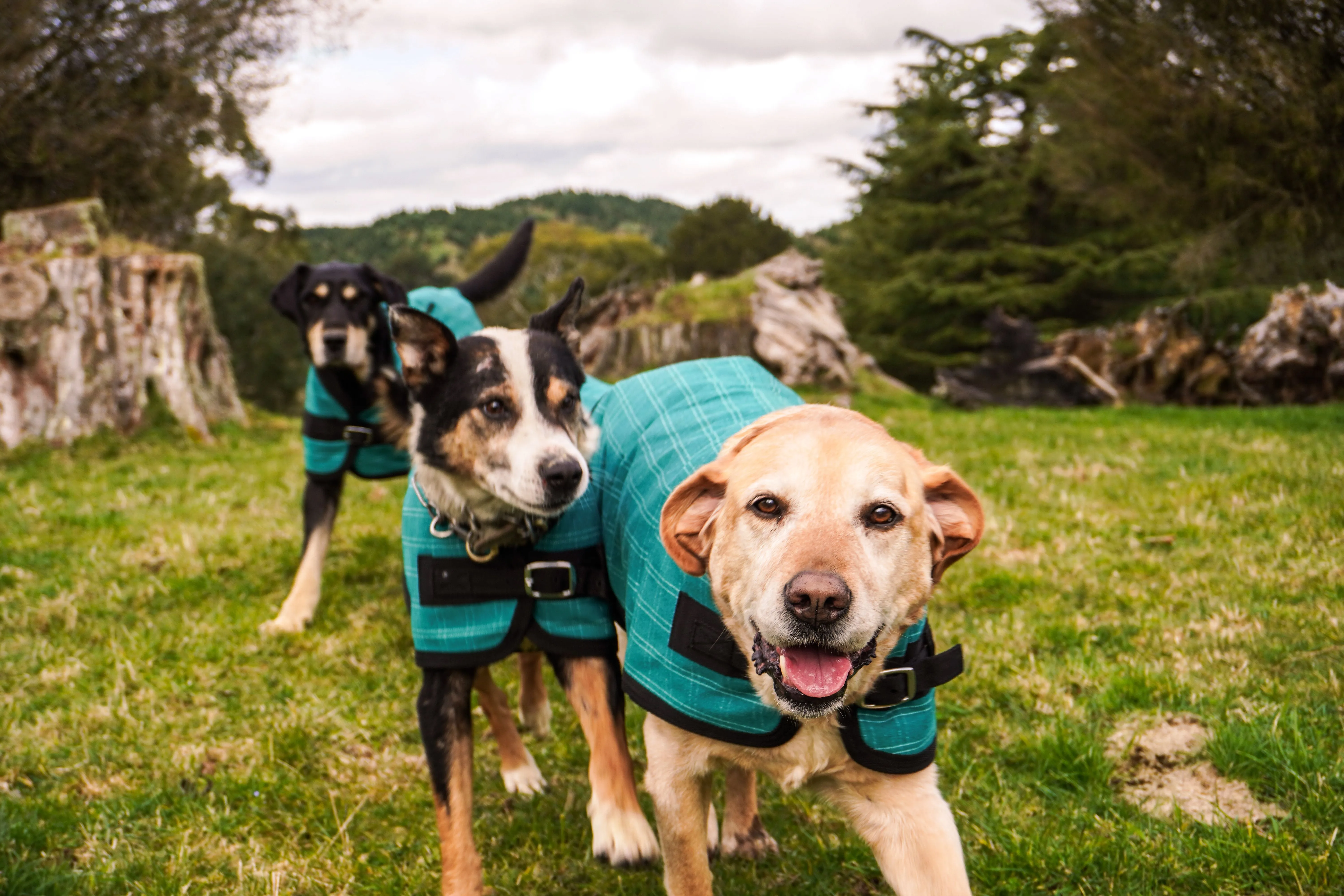 Green Canvas Dog Coats