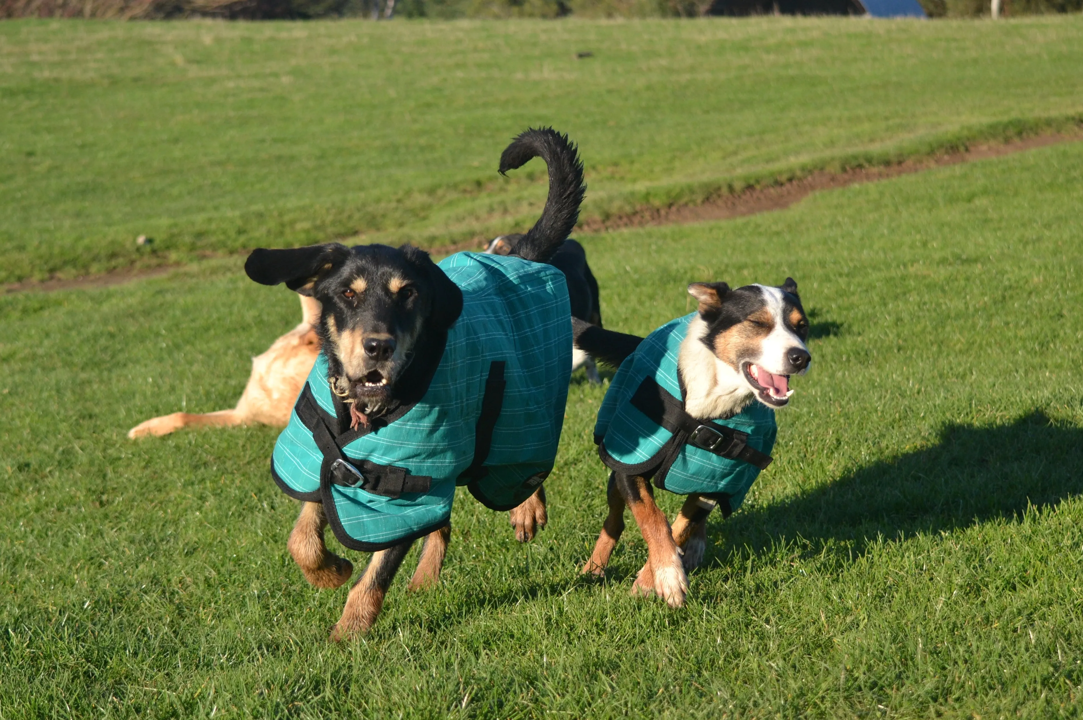 Green Canvas Dog Coats