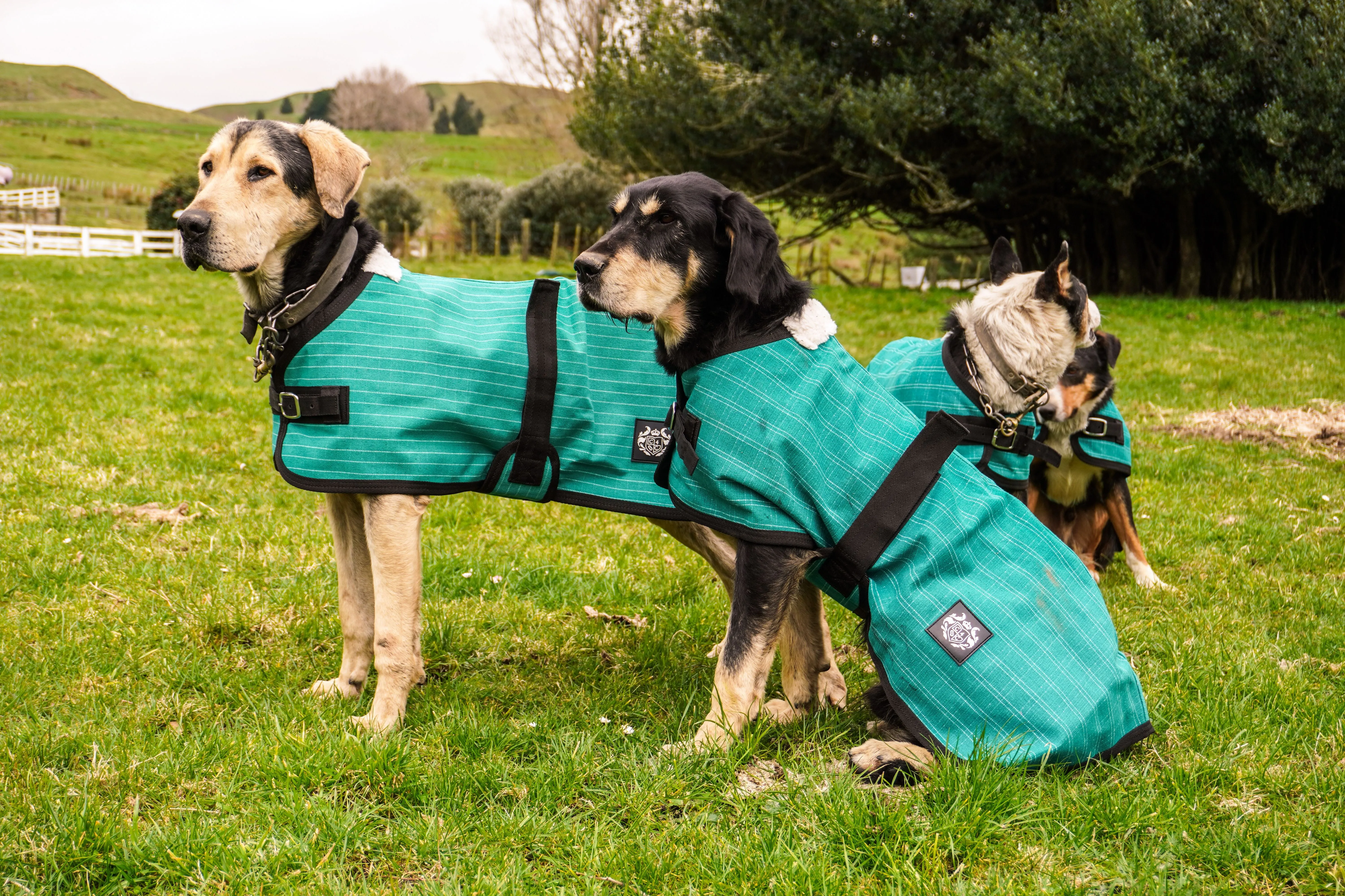 Green Canvas Dog Coats