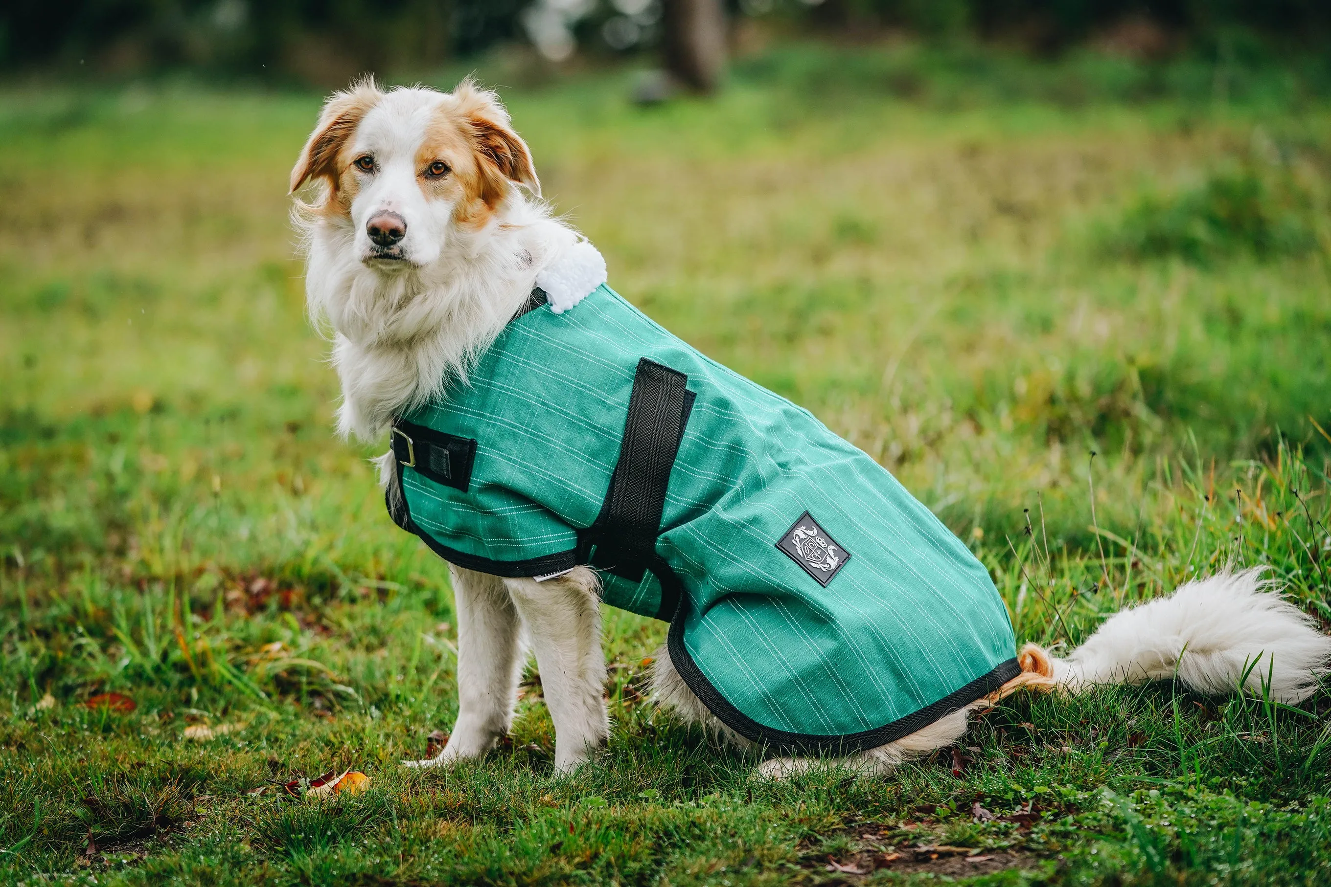 Green Canvas Dog Coats