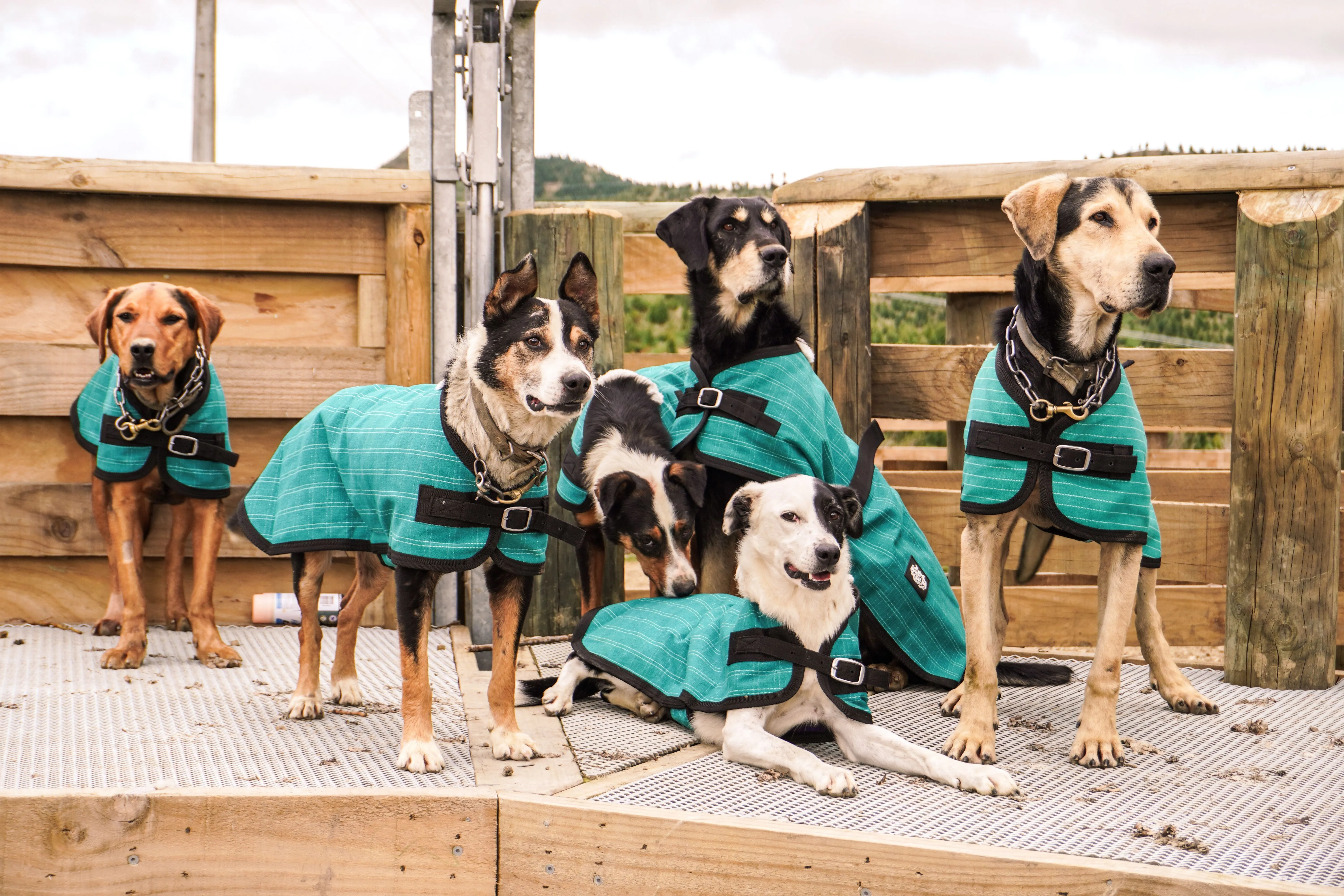 Green Canvas Dog Coats