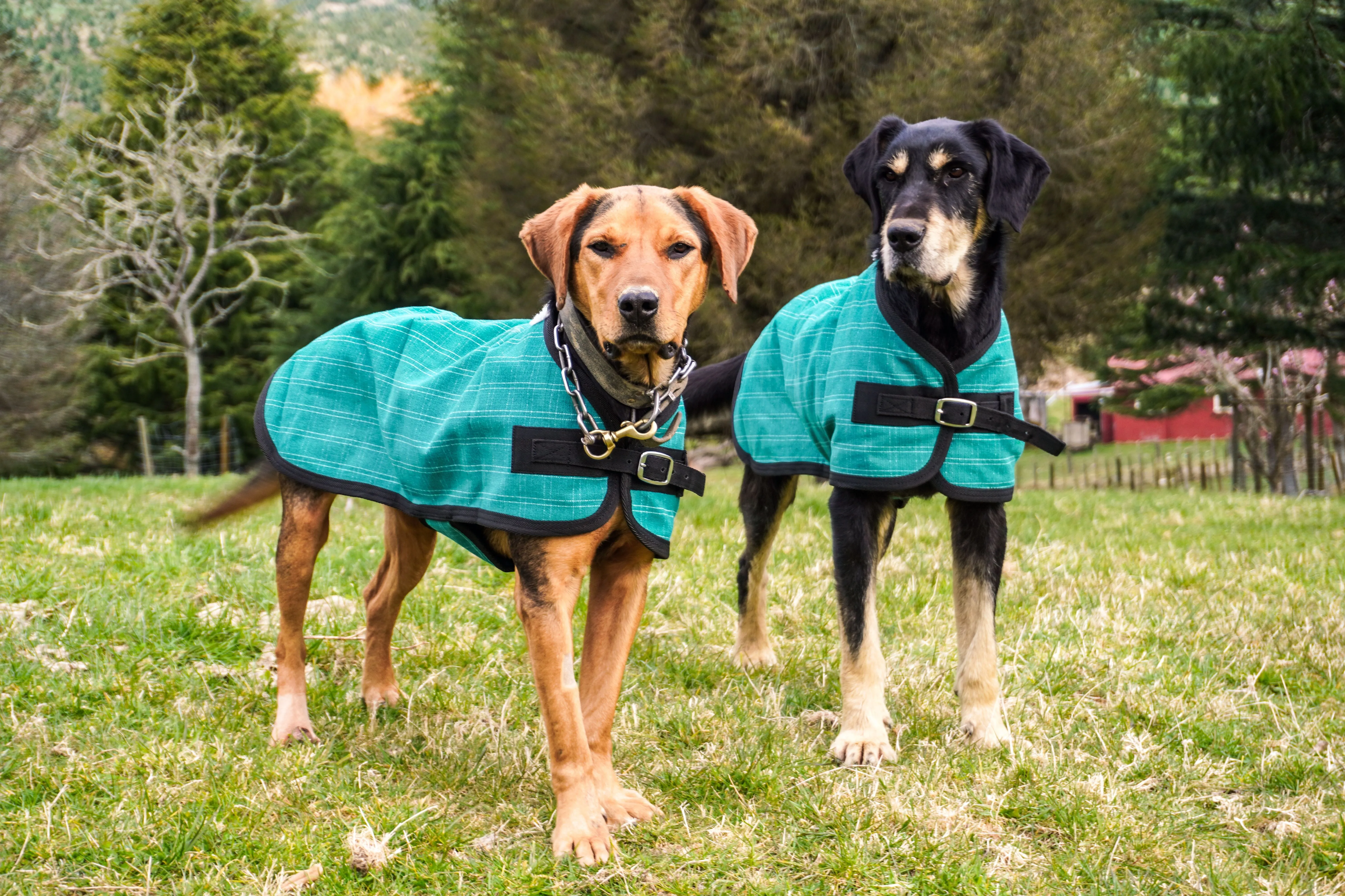 Green Canvas Dog Coats