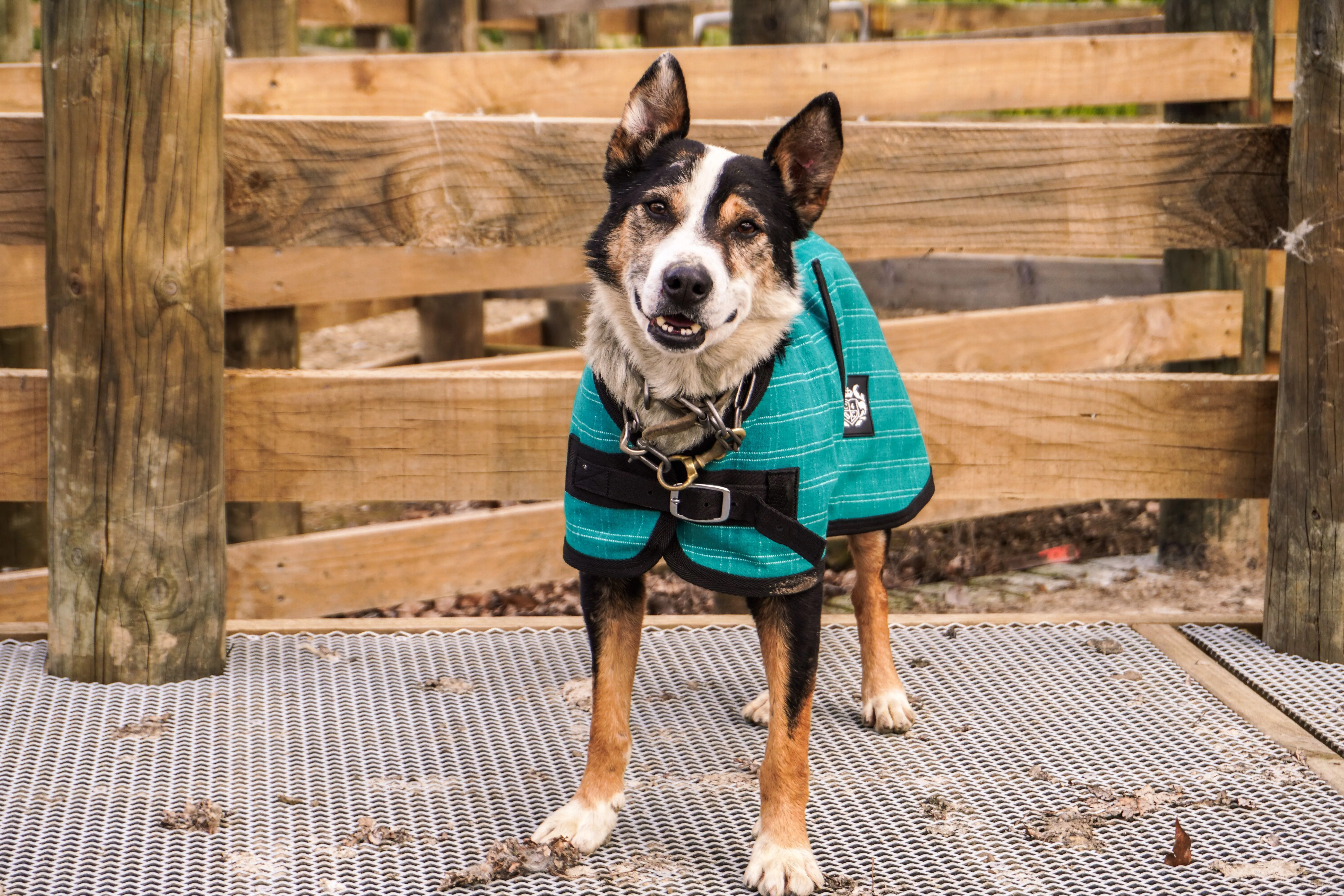 Green Canvas Dog Coats