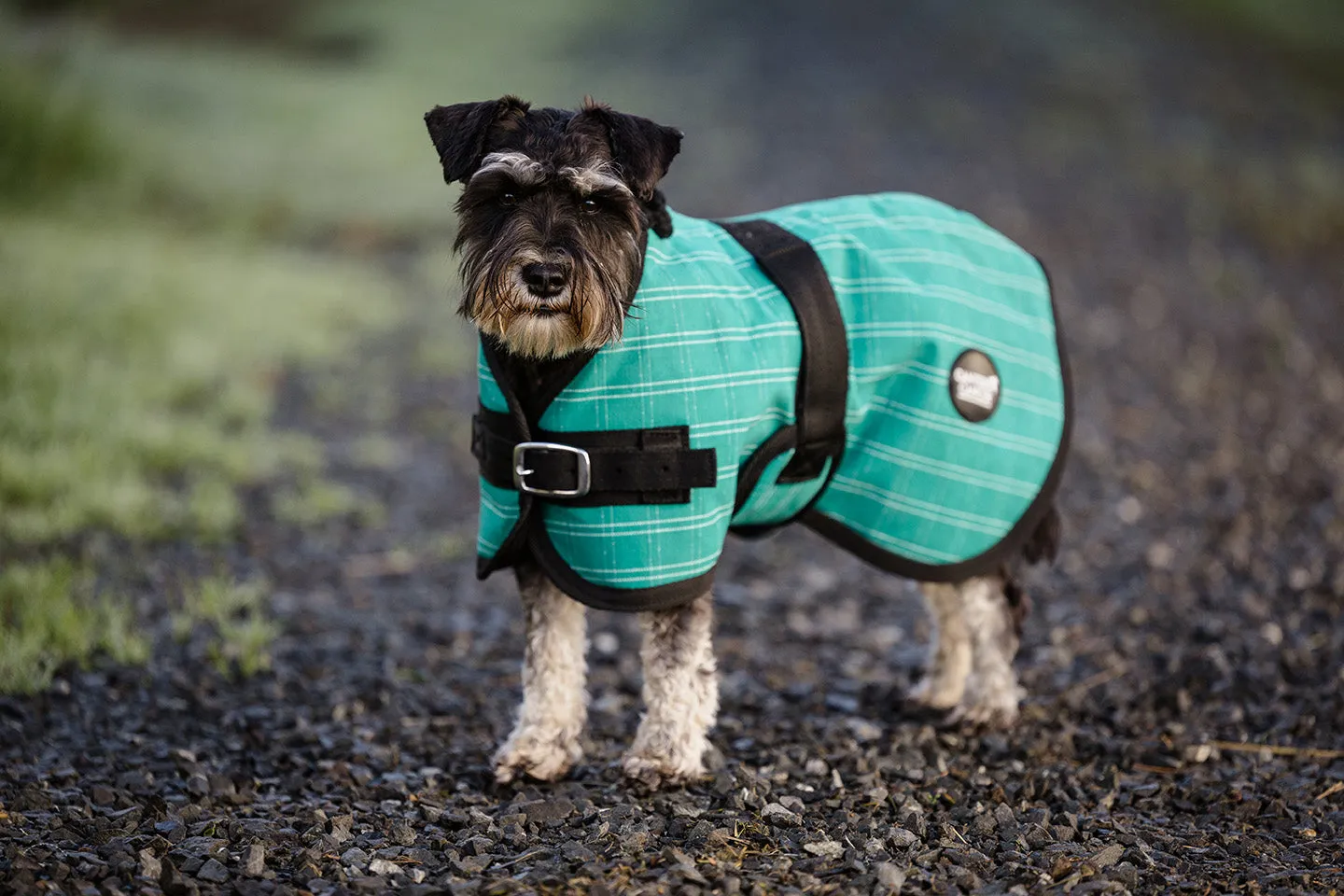 Green Canvas Dog Coats