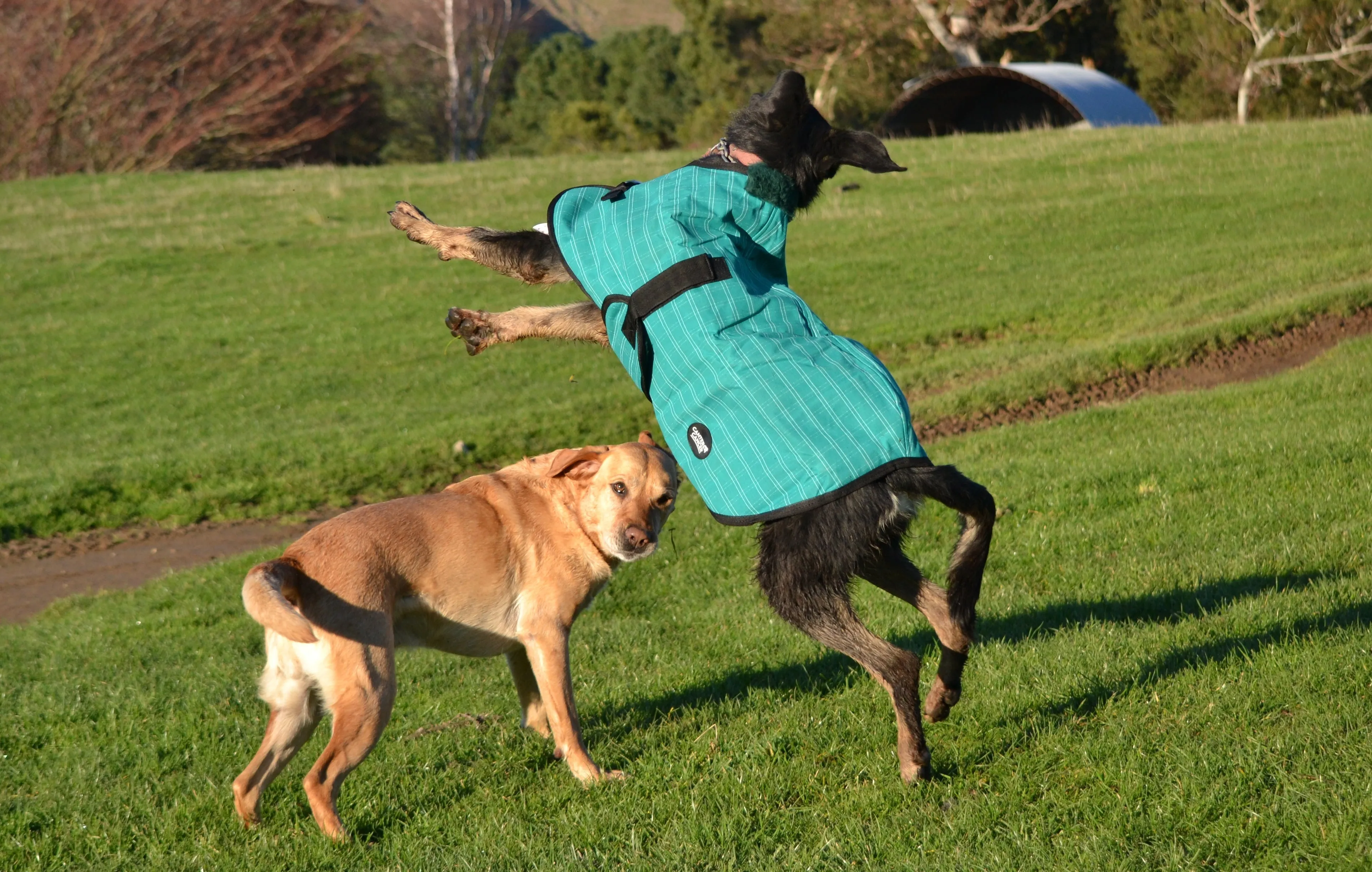 Green Canvas Dog Coats