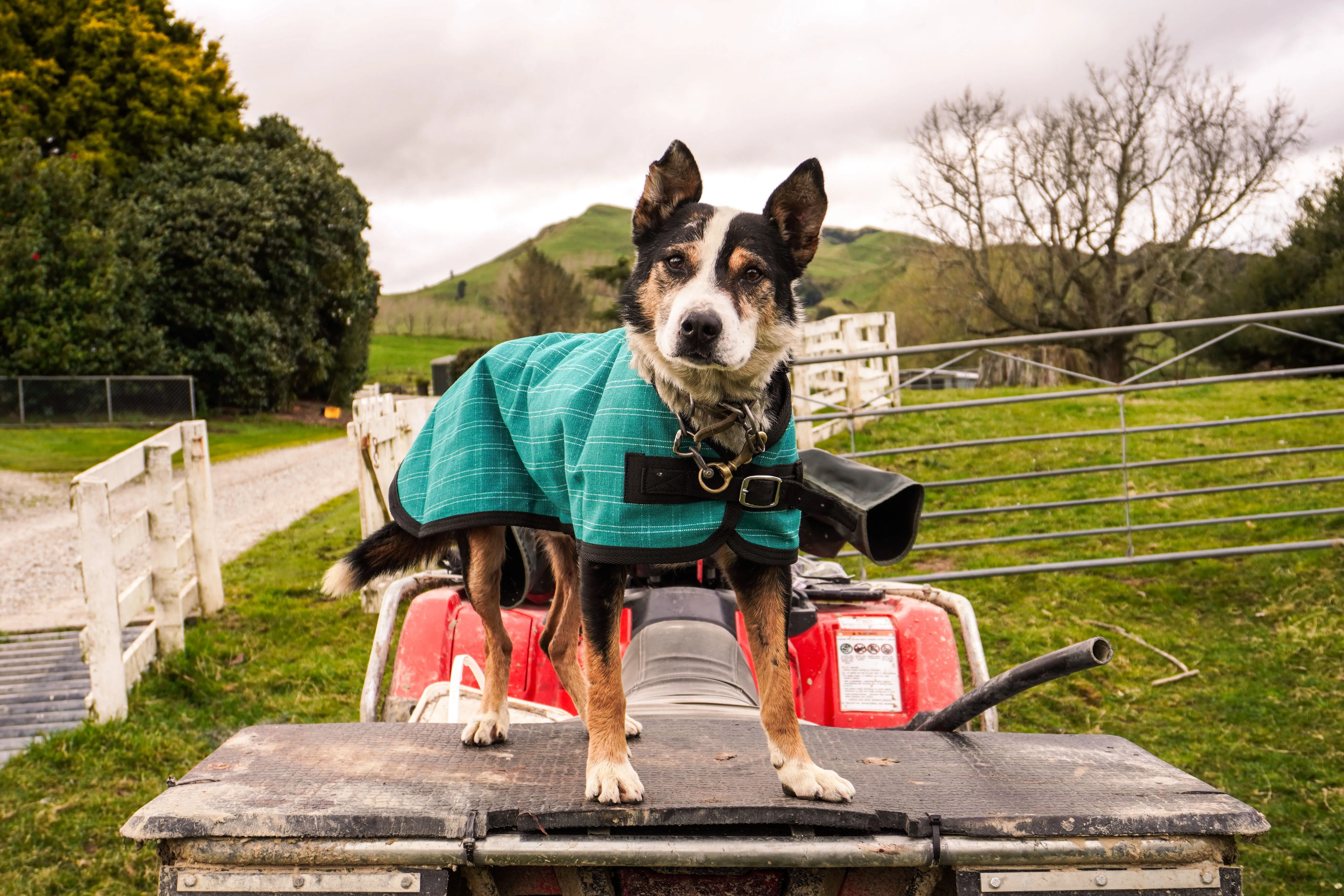 Green Canvas Dog Coats