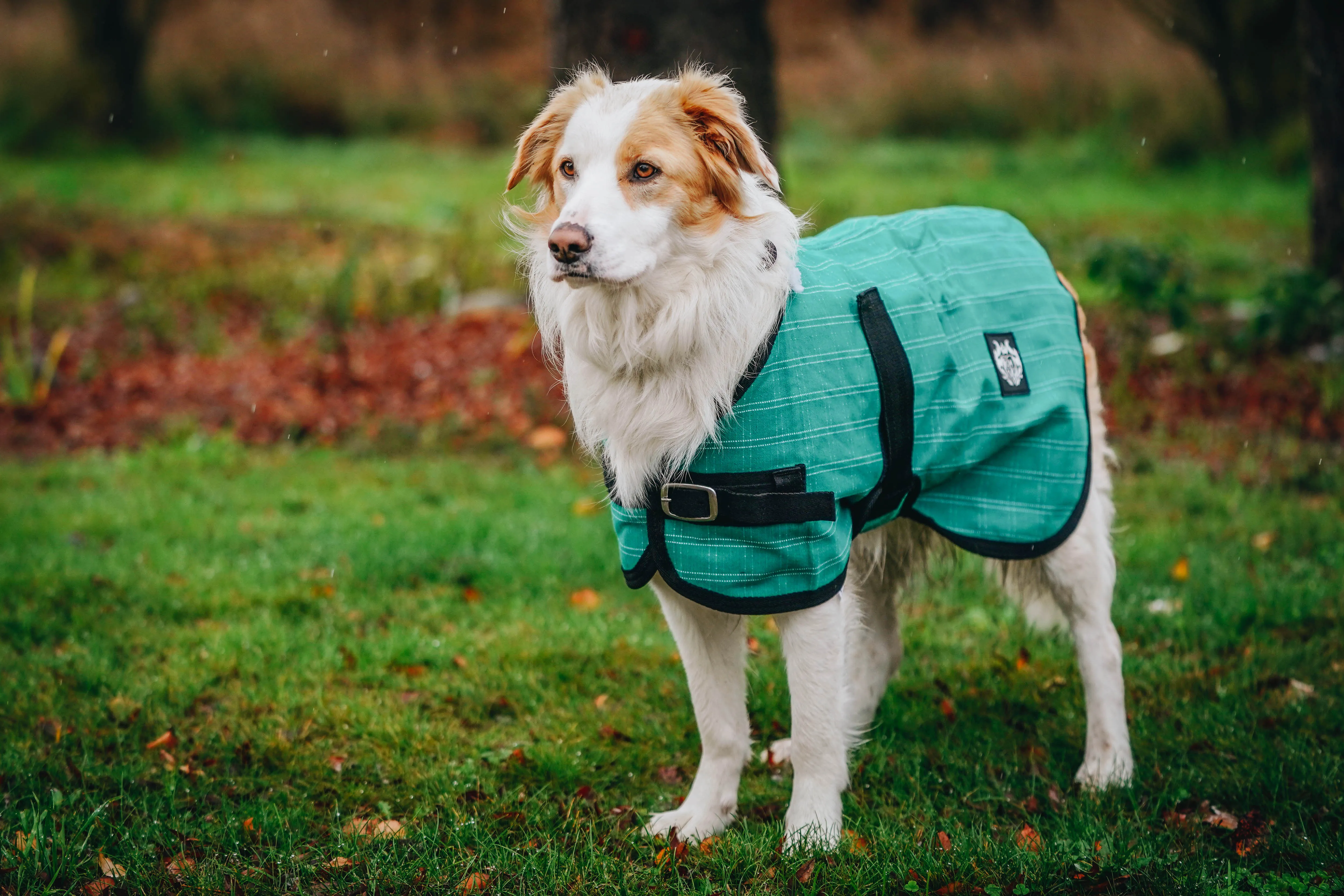Green Canvas Dog Coats