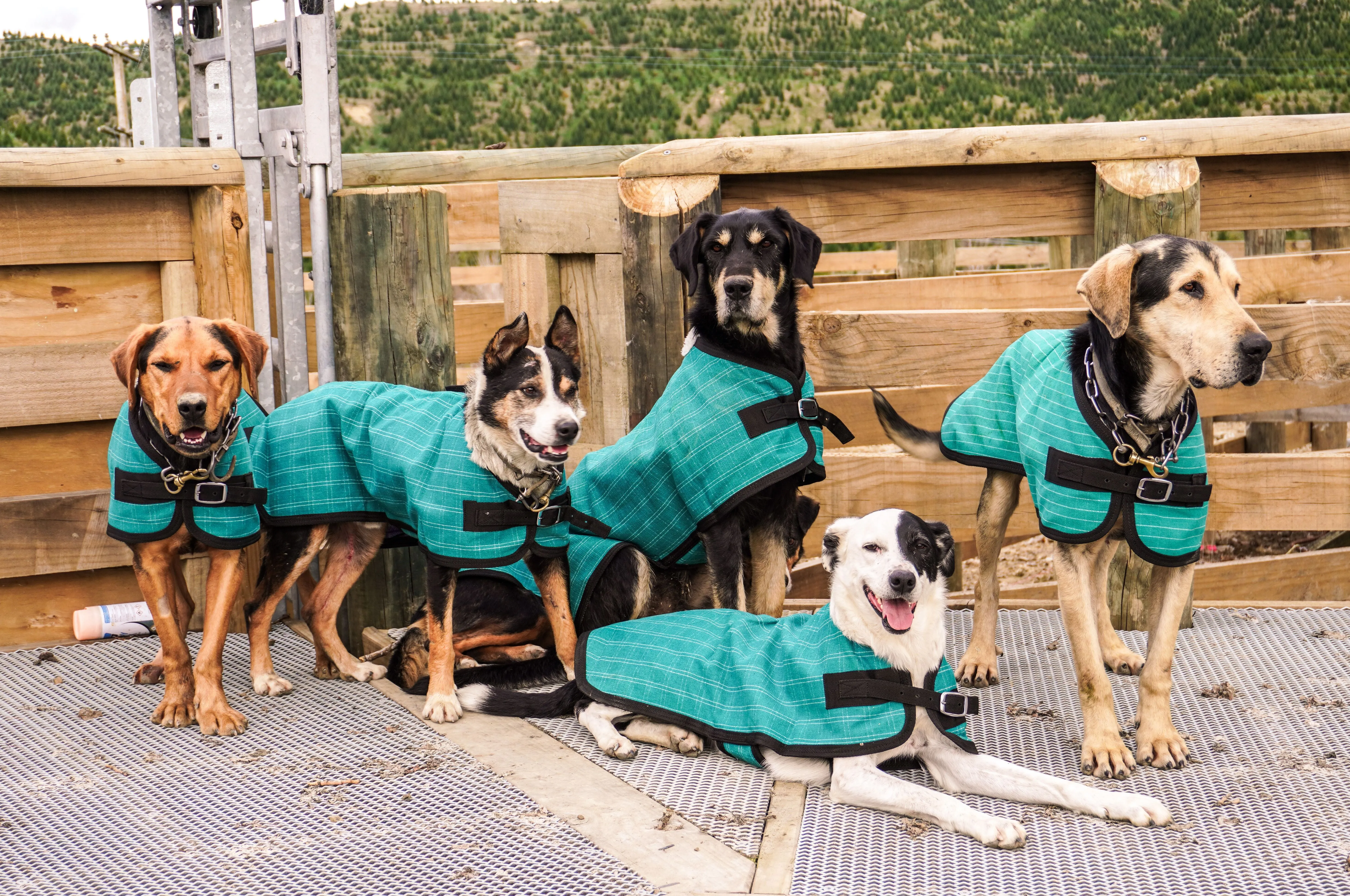 Green Canvas Dog Coats