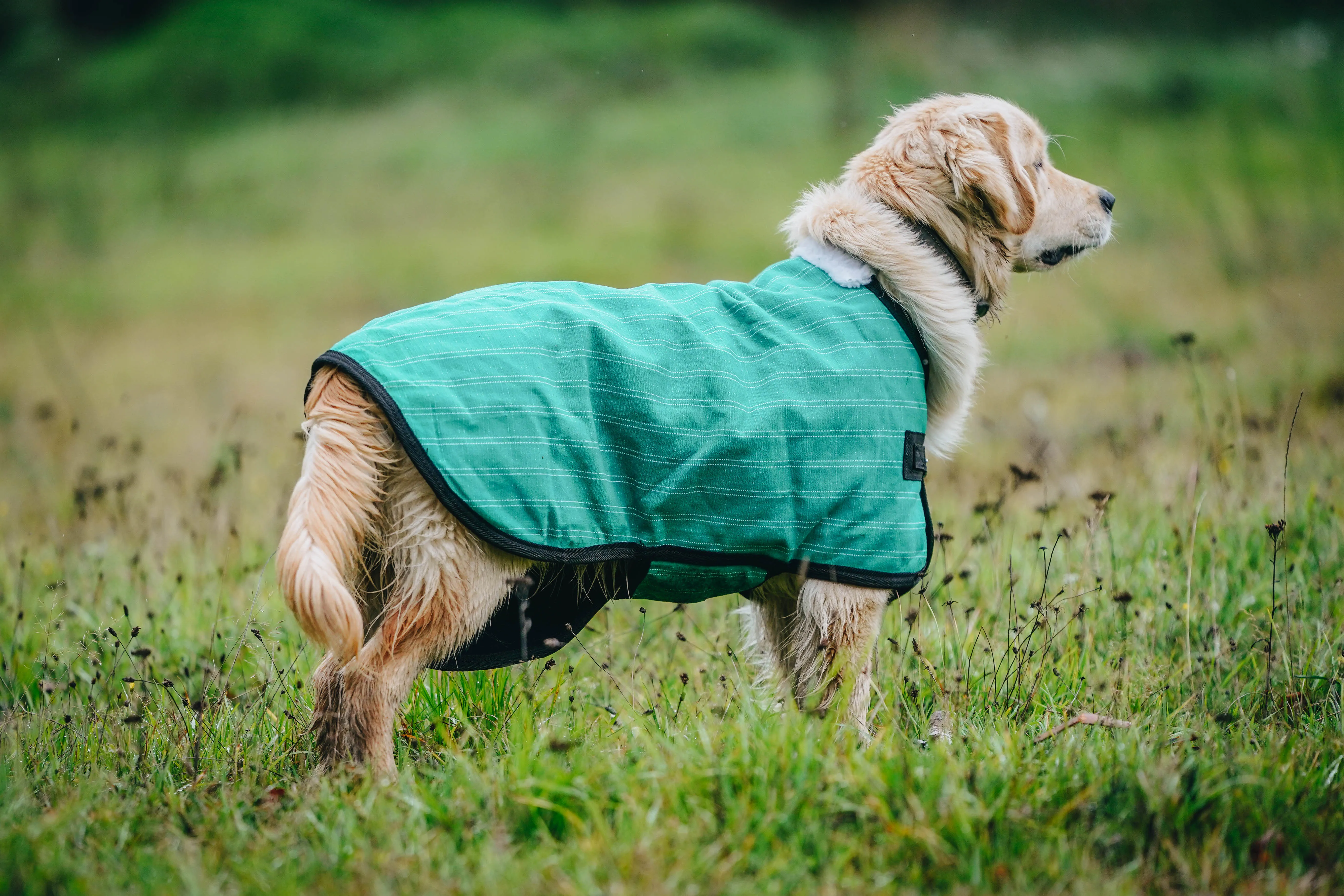 Green Canvas Dog Coats