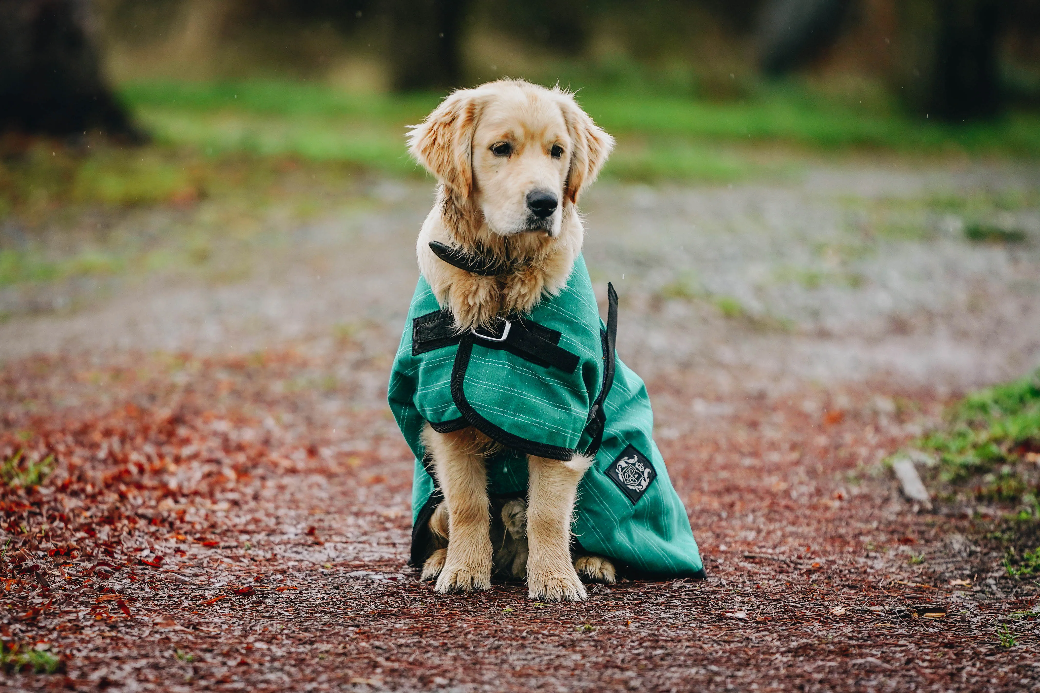 Green Canvas Dog Coats