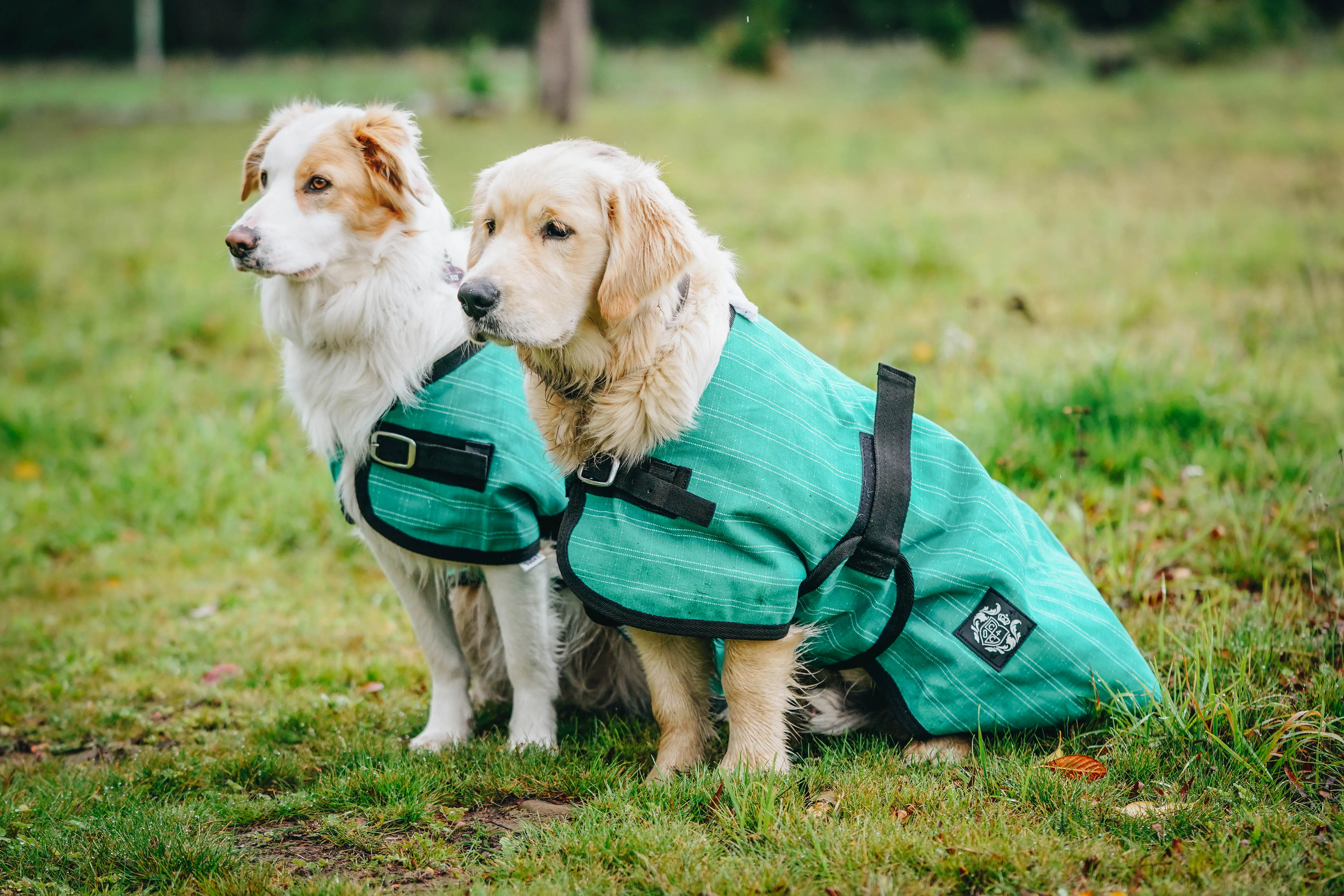 Green Canvas Dog Coats