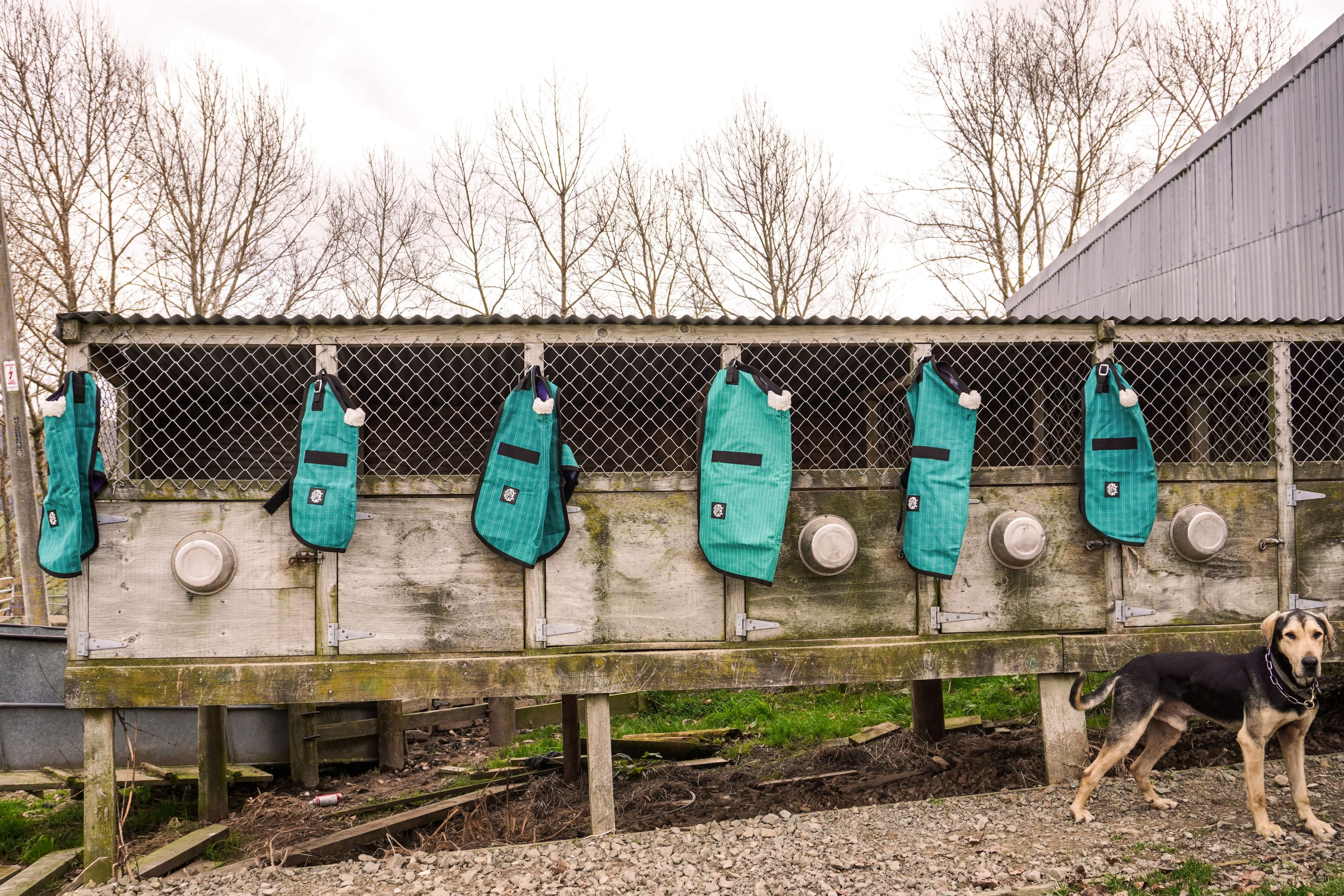 Green Canvas Dog Coats