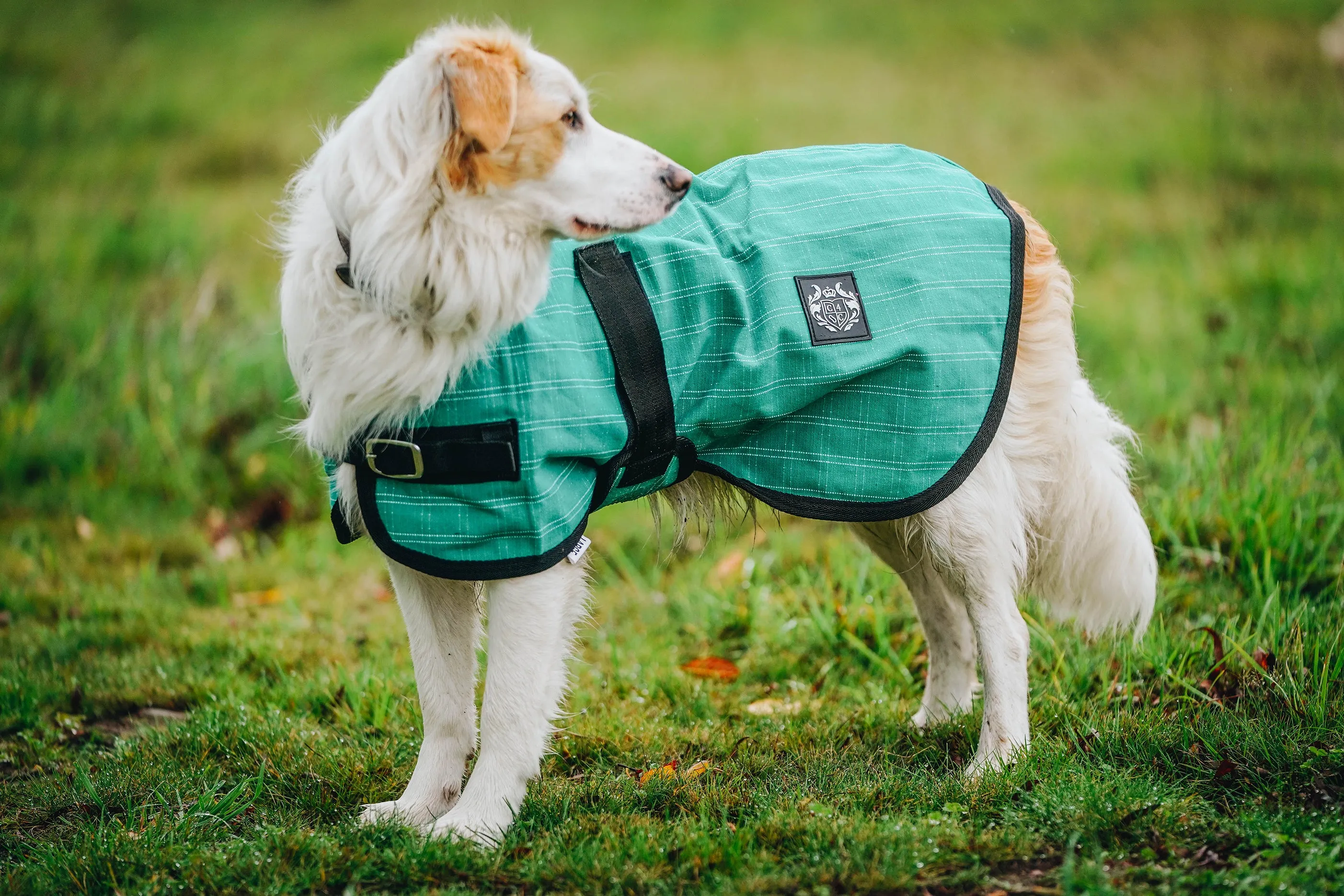 Green Canvas Dog Coats